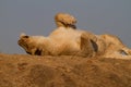 Lion, Madikwe Game Reserve