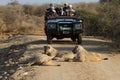 Lion, Madikwe Game Reserve