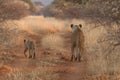 Lion, Madikwe Game Reserve