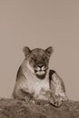 Lion, Madikwe Game Reserve