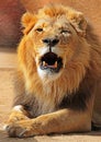 Lion Royalty Free Stock Photo