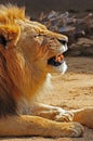 Lion Royalty Free Stock Photo