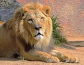 Lion Royalty Free Stock Photo