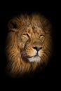 Lion male with chic mane portrait close-up Royalty Free Stock Photo