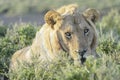 Lion male, close-up, in shrubs Royalty Free Stock Photo