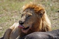 Lion male eating wildebeest, Serengeti