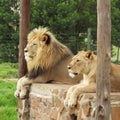 Lionel male and lionness lying together