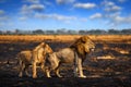 Lion male fight, fire burned destroyed savannah. Animal in fire burnt place, Savuti, Chobe NP in Botswana. Hot season in Africa. Royalty Free Stock Photo