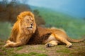 Lion male having a rest lying on the mountain Royalty Free Stock Photo