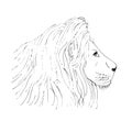 Lion male head ink hand drawn sketch on white background Royalty Free Stock Photo