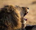 Lion male with a huge mane and long teeth yawn with after eating Royalty Free Stock Photo