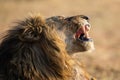 Lion male with a huge mane and long teeth yawn with after eating Royalty Free Stock Photo