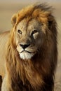 Lion male with large golden mane, Serengeti Royalty Free Stock Photo