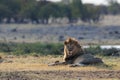 Lion male lie and look, etosha nationalpark, namibia Royalty Free Stock Photo