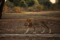 Lion male od the walk Panthera leo Royalty Free Stock Photo