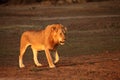 Lion male od the walk Panthera leo Royalty Free Stock Photo