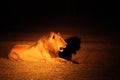 A Lion male Panthera leo lying in dry grassland in dark night Royalty Free Stock Photo