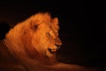 A Lion male Panthera leo lying in dry grassland and looking for the rest of his pride in dark night Royalty Free Stock Photo