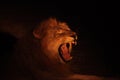 A Lion male Panthera leo lying in dry grassland and looking for the rest of his pride in dark night. Lion male is roaring, open Royalty Free Stock Photo