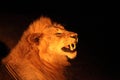 A Lion male Panthera leo lying and roaring in the dark night Royalty Free Stock Photo