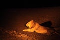 A Lion male Panthera leo lying in dry grassland and looking for the rest of his pride in dark night. Lion male is roaring Royalty Free Stock Photo