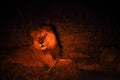 A Lion male Panthera leo lying in dry grassland and looking for the rest of his pride in dark night. Royalty Free Stock Photo