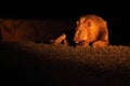 A Lion male Panthera leo lying in dry grassland and looking for the rest of his pride in dark night Royalty Free Stock Photo