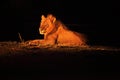 A Lion male Panthera leo lying in dry grassland and looking for the rest of his pride in dark night Royalty Free Stock Photo