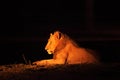 A Lion male Panthera leo lying in dry grassland and looking for the rest of his pride in dark night Royalty Free Stock Photo