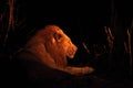 A Lion male Panthera leo lying in dry grassland and looking for the rest of his pride in dark night Royalty Free Stock Photo