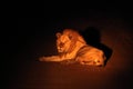 A Lion male Panthera leo lying on the road in dark night Royalty Free Stock Photo