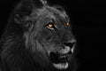 A Lion male Panthera leo portrait looking for the rest of his pride, portrait B W. Royalty Free Stock Photo