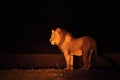 A Lion male Panthera leo staing in dry grassland and looking for the rest of his pride in dark night. Lion male is roaring Royalty Free Stock Photo