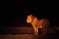 A Lion male Panthera leo staying in dry grassland and looking for the rest of his pride in dark night Royalty Free Stock Photo