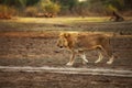 A Lion male Panthera leo walking across the dry grassland Royalty Free Stock Photo