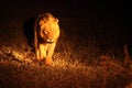 A Lion male Panthera leo walking across the dry grassland in dark night Royalty Free Stock Photo