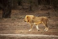 A Lion male Panthera leo walking across the dry grassland Royalty Free Stock Photo