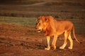 A Lion male Panthera leo walking across the dry grassland and looking for the rest of his pride Royalty Free Stock Photo