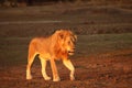 The Lion male Panthera leo walking on the dry brown sand and  looking for the rest of his pride Royalty Free Stock Photo