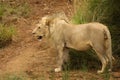 Lion male Panthera leo walking in Kalahari desert and looking for the rest of his pride Royalty Free Stock Photo