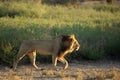 Lion male Panthera leo walking in Kalahari desert and looking for the rest of his pride. Royalty Free Stock Photo