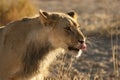 Lion male Panthera leo walking in Kalahari desert and looking for the rest of his pride. Royalty Free Stock Photo