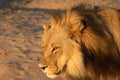 Lion male Panthera leo walking in Kalahari desert and looking for the rest of his pride. Royalty Free Stock Photo