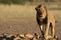 Lion male Panthera leo walking in Kalahari desert and looking for the rest of his pride. Royalty Free Stock Photo