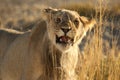 Lion male Panthera leo walking in Kalahari desert and looking for the rest of his pride. Royalty Free Stock Photo