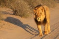 Lion male Panthera leo walking in Kalahari desert and looking for the rest of his pride. Royalty Free Stock Photo