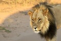 Lion male Panthera leo walking in Kalahari desert and looking for the rest of his pride. Royalty Free Stock Photo