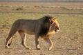 Lion male Panthera leo walking in Kalahari desert and looking for the rest of his pride. Royalty Free Stock Photo