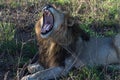 Lion male resting in daytime South Africa