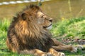 Lion male resting in zoo
